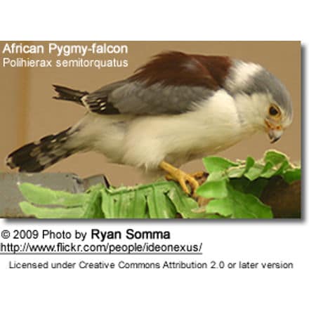 African Pygmy-falcon (Polihierax semitorquatus
