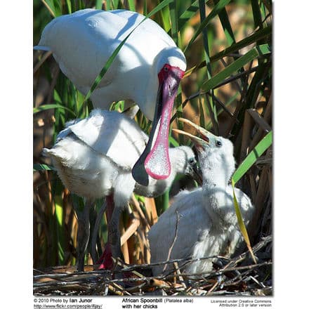 African Spoonbill (Platalea alba) - with her chicks on nest