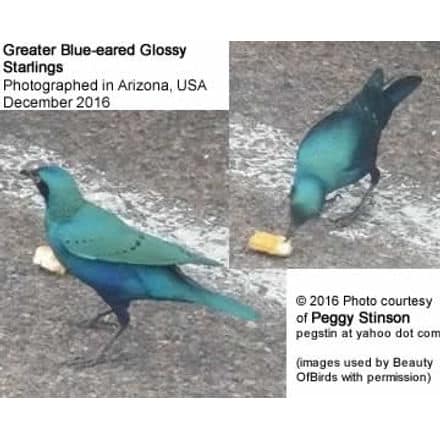 African Starling (Glossy Blue-eared) in Arizona