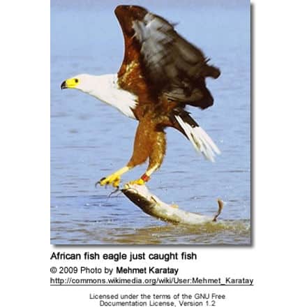 African fish eagle just caught fish