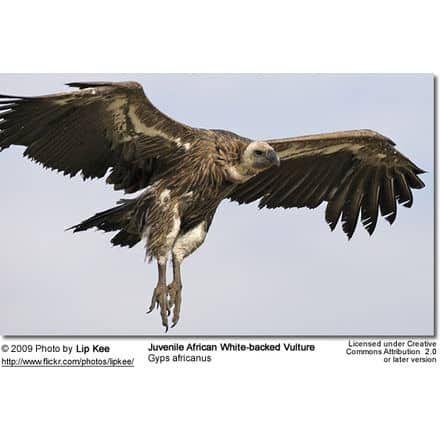 Juvenile African White-backed Vulture