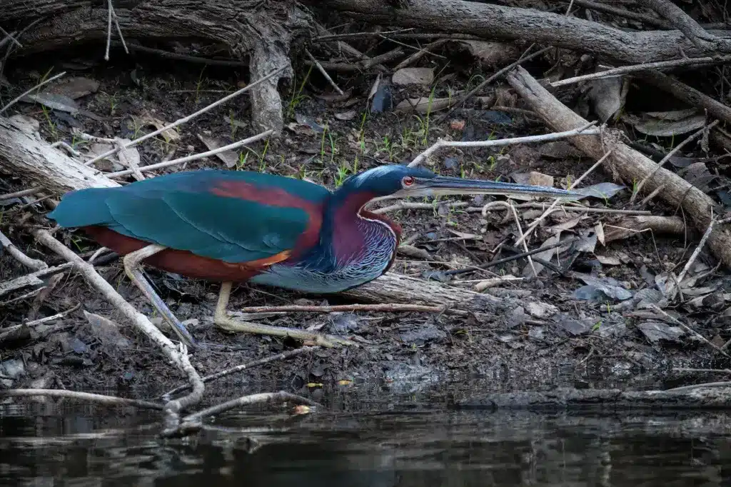 The Agami Herons Standing near the Water