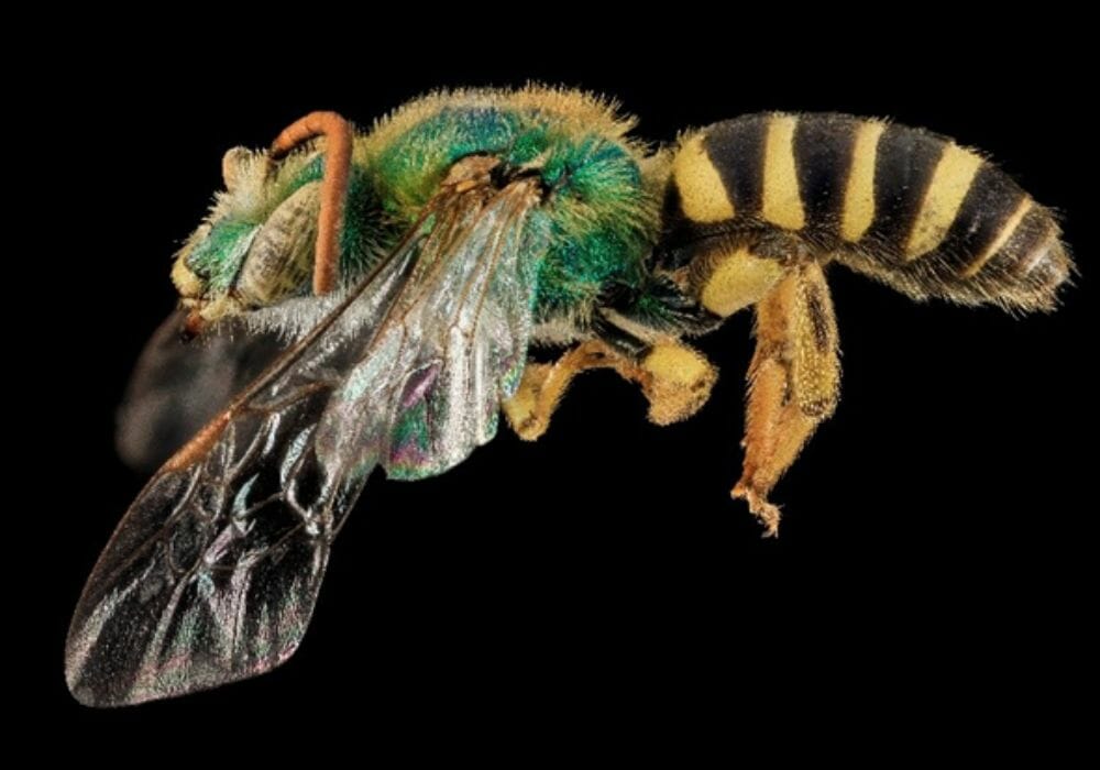 Agapostemon virescens a species of sweat bee