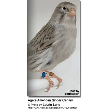 Agate American Singer Canary
