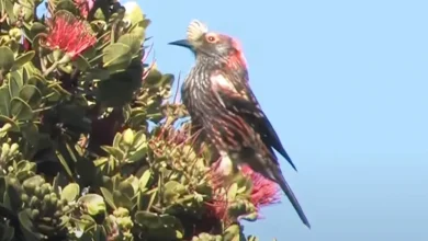 Akohekohe Palmeria dolei