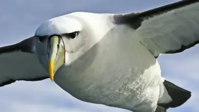 The Albatrosses Close Up Image While On Flight