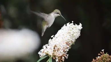 An Albino Hummingbird is flying on a white flower to get its nectar.