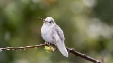 Albino Hummingbirds found Indiana Perched on a Tree