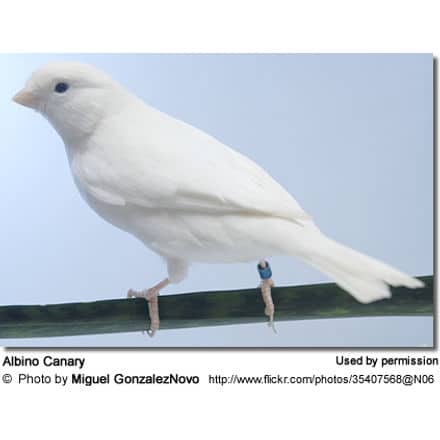Albino Canary