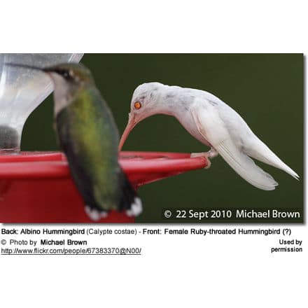 Back: Albino Hummingbird (Calypte costae) - Front: Female Black-chinned Hummingbird (?)