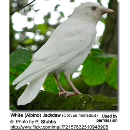 Albino (White Jackdaw)