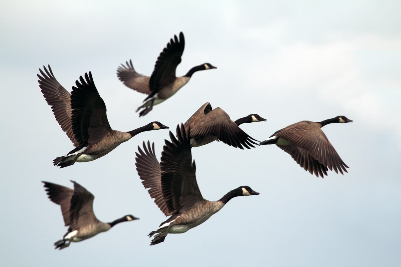 A Group Of Aleutian Cackling Geese Flying In The Air