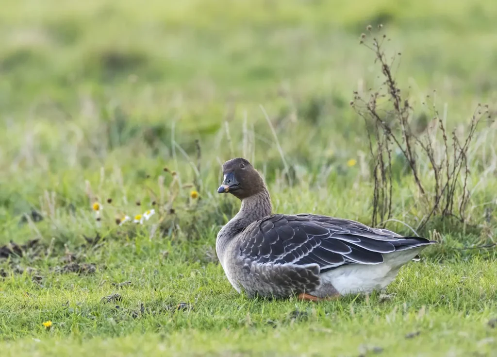 Aleutian Cackling Geese