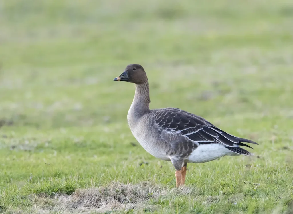 Aleutian Cackling Geese Image 