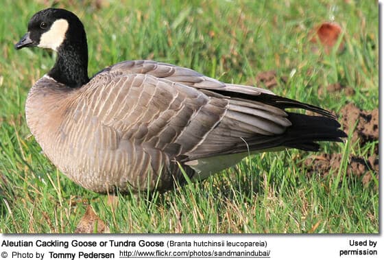 Aleutian Cackling Goose or Tundra Goose (Branta hutchinsii leucopareia)