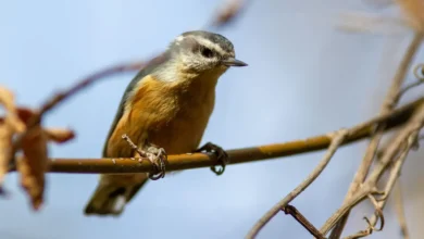 Algerian Nuthatches