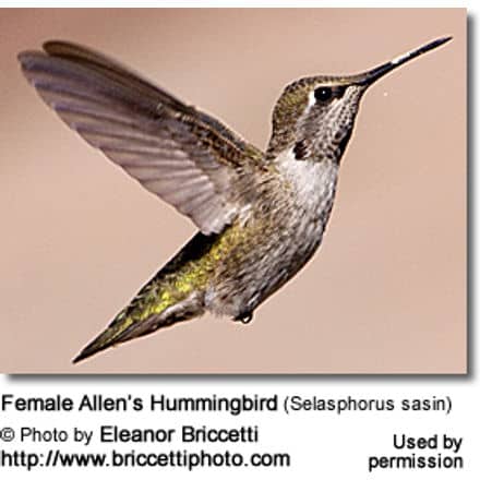 Female Allen’s Hummingbird (Selasphorus sasin)