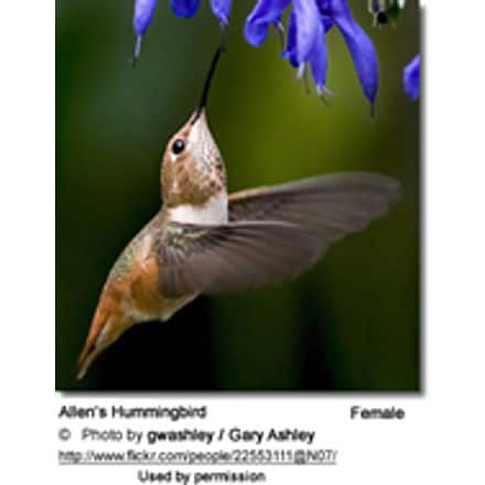 Rufous Hummingbird (Selasphorus rufus)