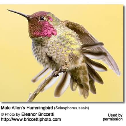 Male Anna's Hummingbird (Selasphorus sasin)