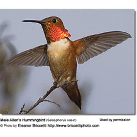 Rufous Hummingbird
(Selasphorus rufus)