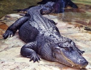 Alligator Information