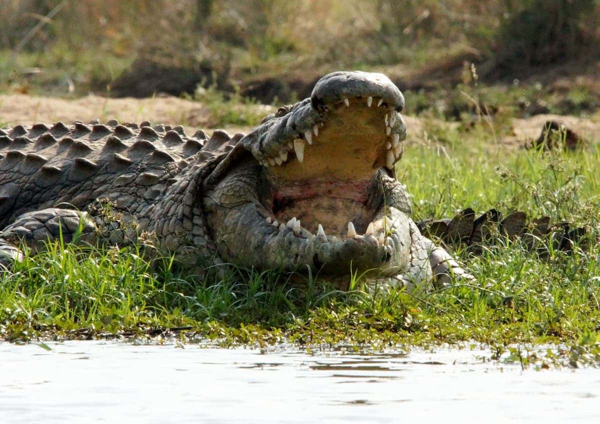 Alligator With Mouth Open On Grass