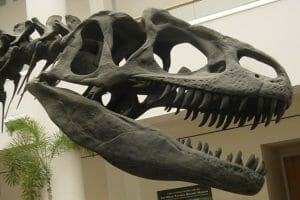 Allosaurus Skull: Some Dinosaurs Ate Rock