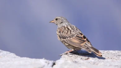 Alpine Accentors Looking for Food