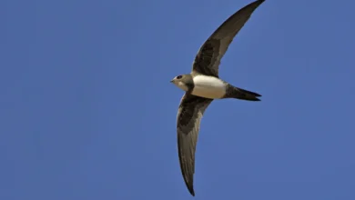 Alpine Swifts Flying in the Sky