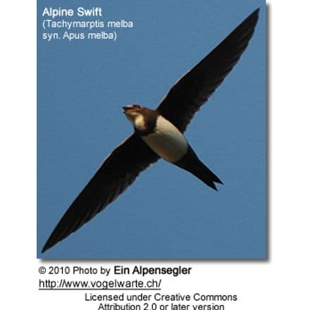 Alpine Swift (Tachymarptis melba syn. Apus melba)