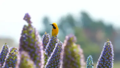 The Altamira Orioles Perched In A Lavender Flower