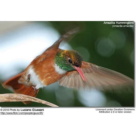 Amazilia Hummingbird (Amazilia amazilia)