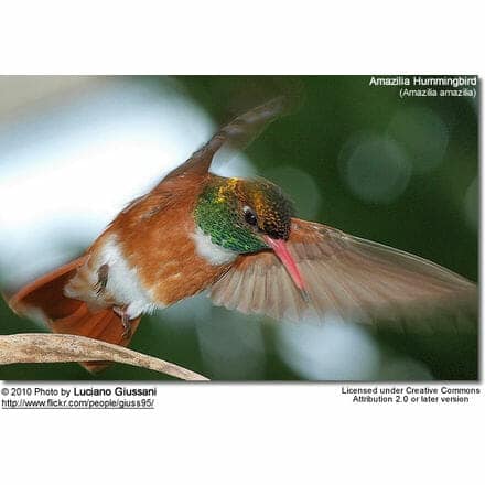 Amazilia Hummingbird (Amazilia amazilia)