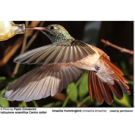 A close-up image of an Amazilia Hummingbird in mid-flight, feeding from a nectar feeder during its breeding season. The bird's wings are blurred in motion, showcasing its vibrant green and orange plumage. The photo is credited to Paolo Giovannini and the Istituzione scientifica Centro colibri.