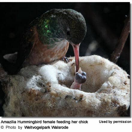 Amazilia Hummingbird female feeding her chick