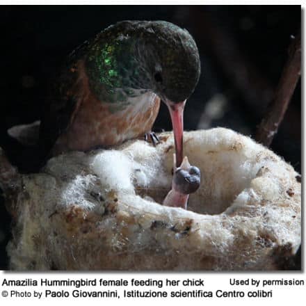 Amazilia
Hummingbird female feeding her chick