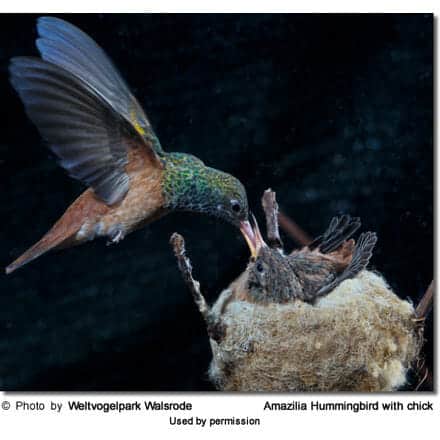 Amazilia Hummingbird with chick