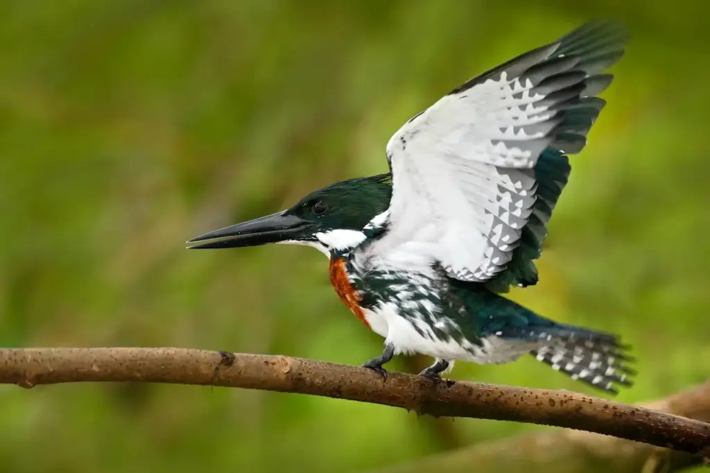 Amazon Kingfisher With Open Wings