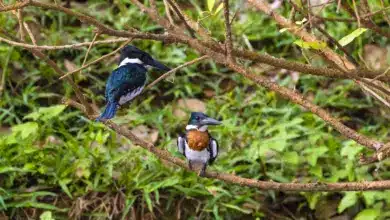Two Amazon Kingfishers Perched on Tree