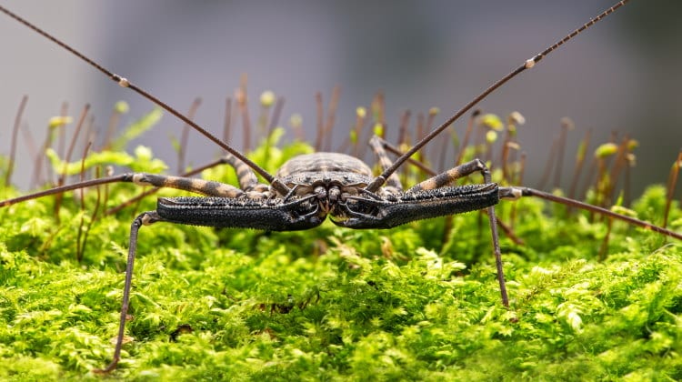 tailless whip scorpion banner
