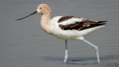 An American Avocet is walking in the middle of the river, searching for food.