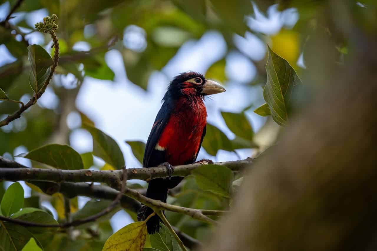 American Barbet Perching On The Tree