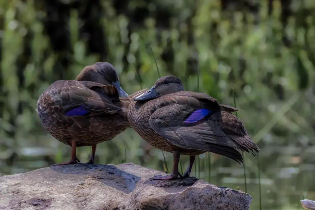American Black Ducks Taking A Rest On A Large Rock