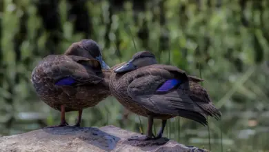 American Black Ducks Taking A Rest On A Large Rock