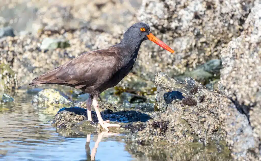 American Black Oystercatcher