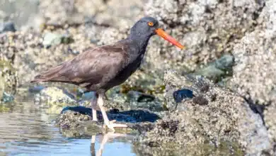 American Black Oystercatcher
