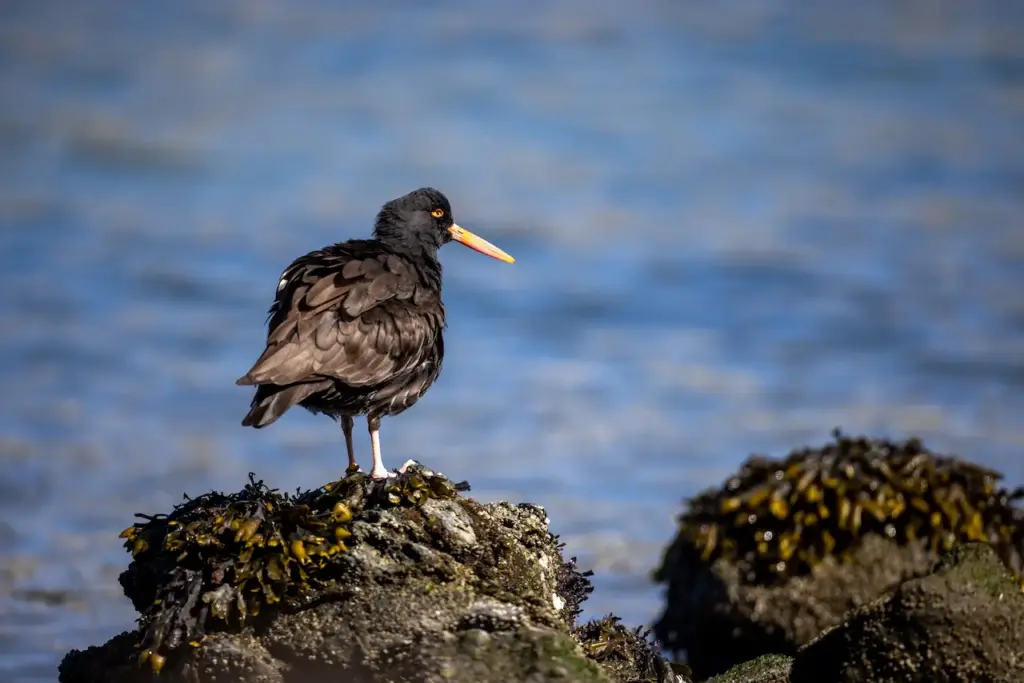 The American Black Oystercatchers Perched In A Stone