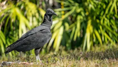 The American Black Vulture On The Ground