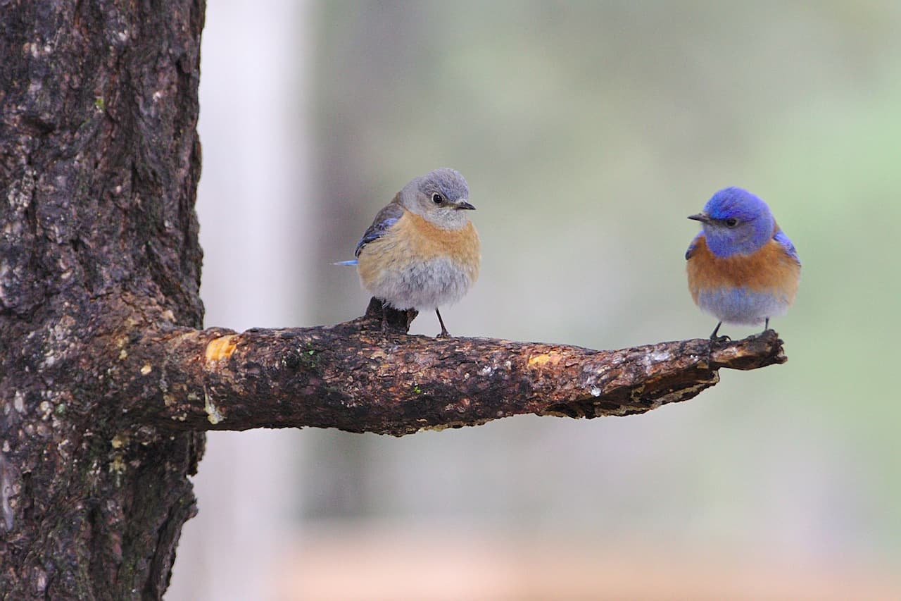 Two beautiful American Bluebirds couple, sitting on a branch together.