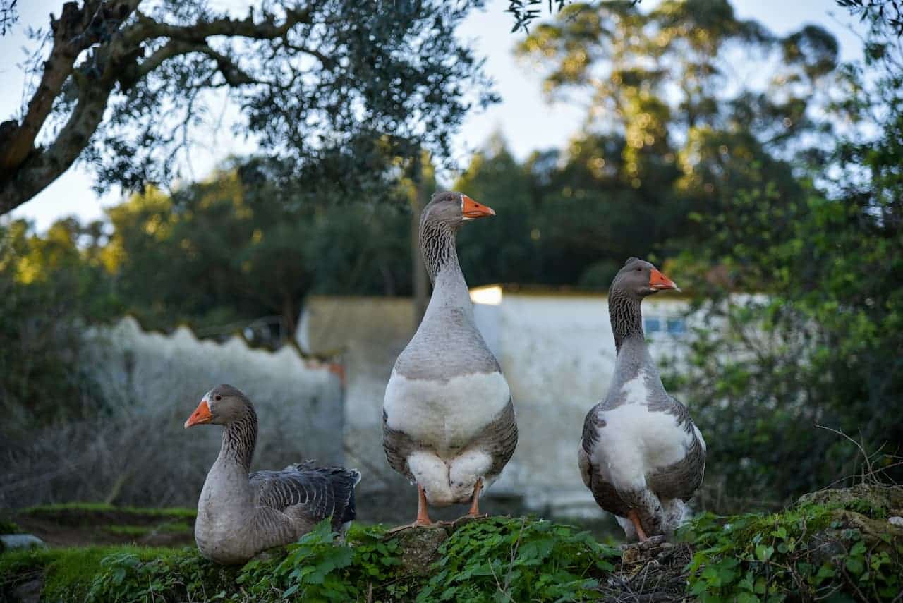 Three Geese Standing On The Grass